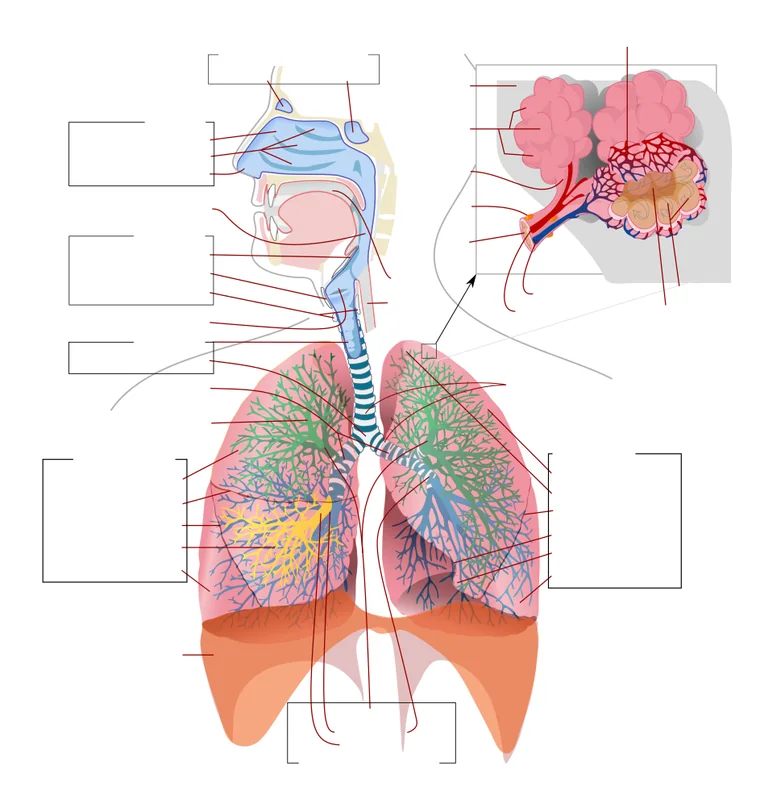 Nasal breathing routes air through a passage designed to warm, filter and humidify it. When that route is narrowed or blocked, the body reflexively opens the mouth as the path of least resistance — which is the actual behavior mouth taping tries to override by force.