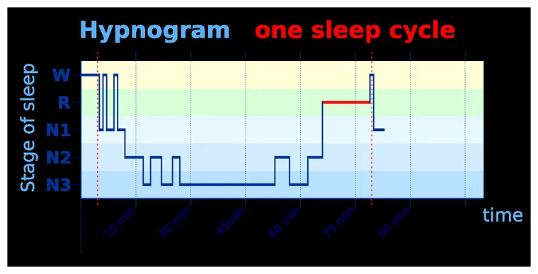 REM sleep — and with it, dreaming — lengthens toward morning. More total REM, or more awakenings that land inside a REM stretch, both mean more chances to surface with a dream still intact enough to remember.