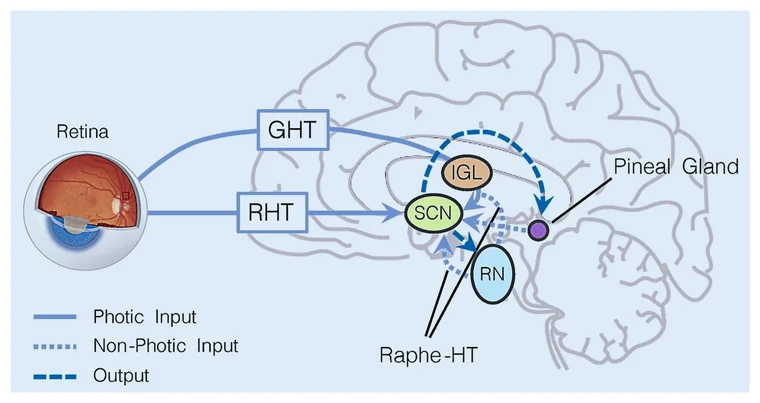 Light entering the eye sets the body clock. In darkness, the pineal gland secretes melatonin — the 'darkness hormone' — which is why bright light late in the evening delays sleep, and darkness helps it come on.